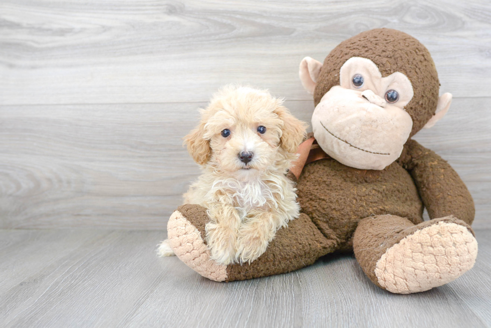 Maltipoo Puppy for Adoption