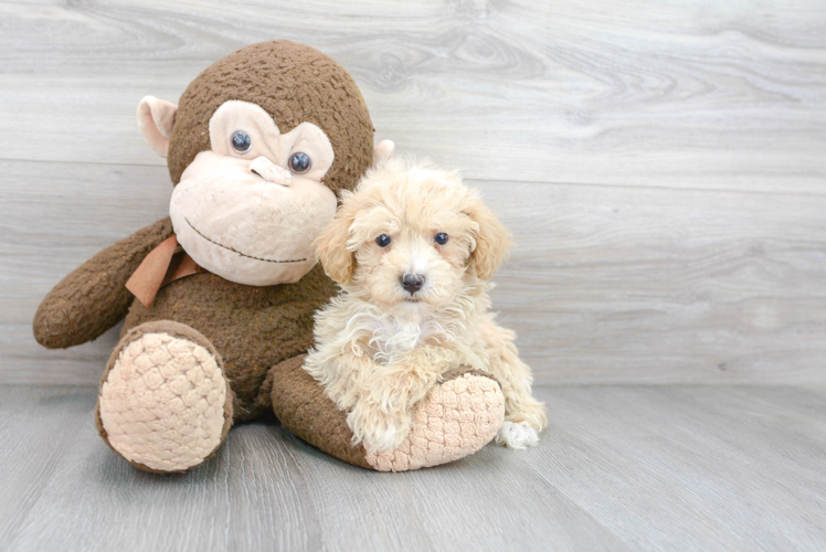 Maltipoo Pup Being Cute