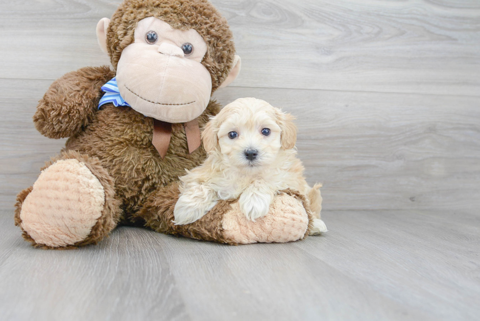 Maltipoo Puppy for Adoption