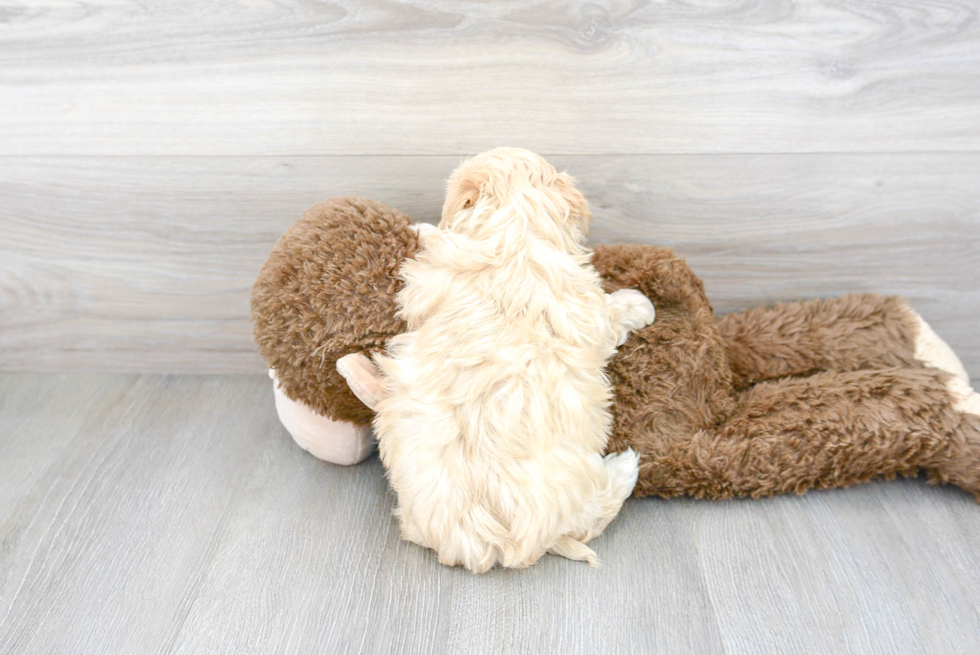 Maltipoo Pup Being Cute