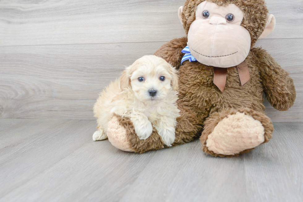 Maltipoo Puppy for Adoption