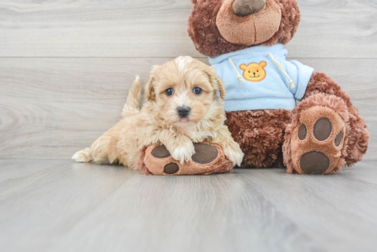 Friendly Maltipoo Baby