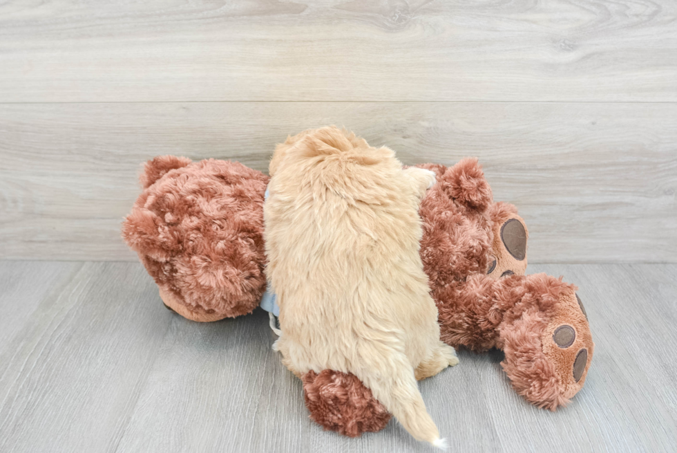 Maltipoo Pup Being Cute