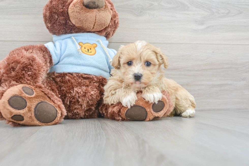 Hypoallergenic Maltese Poodle Poodle Mix Puppy