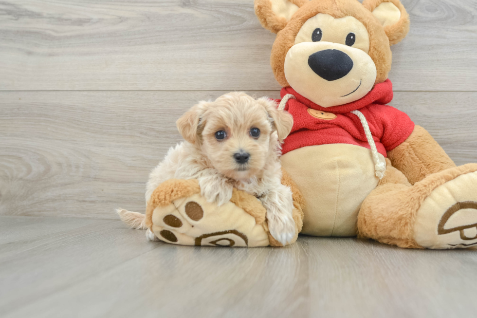 Sweet Maltipoo Baby