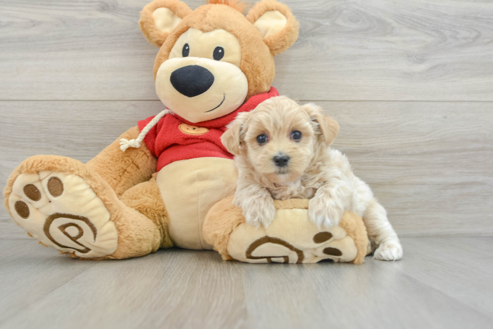 Maltipoo Pup Being Cute