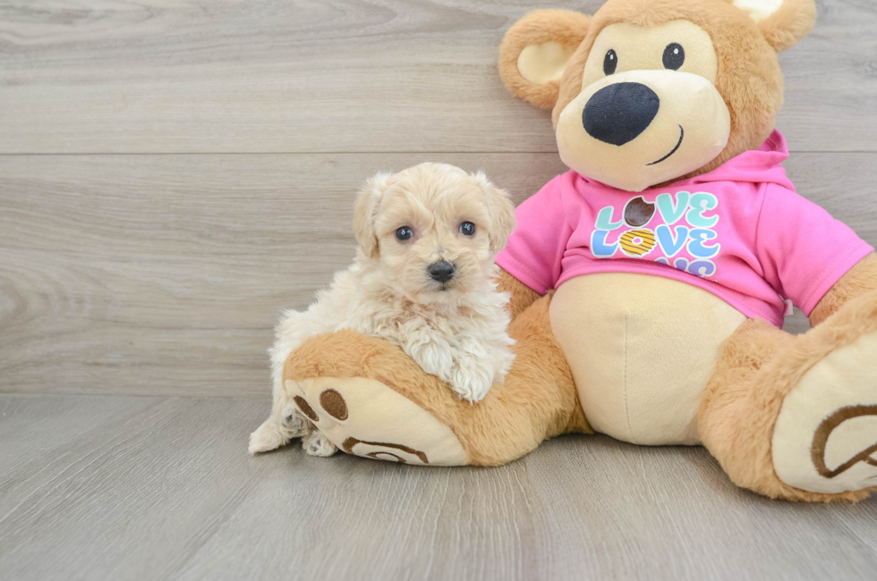 5 week old Maltipoo Puppy For Sale - Premier Pups