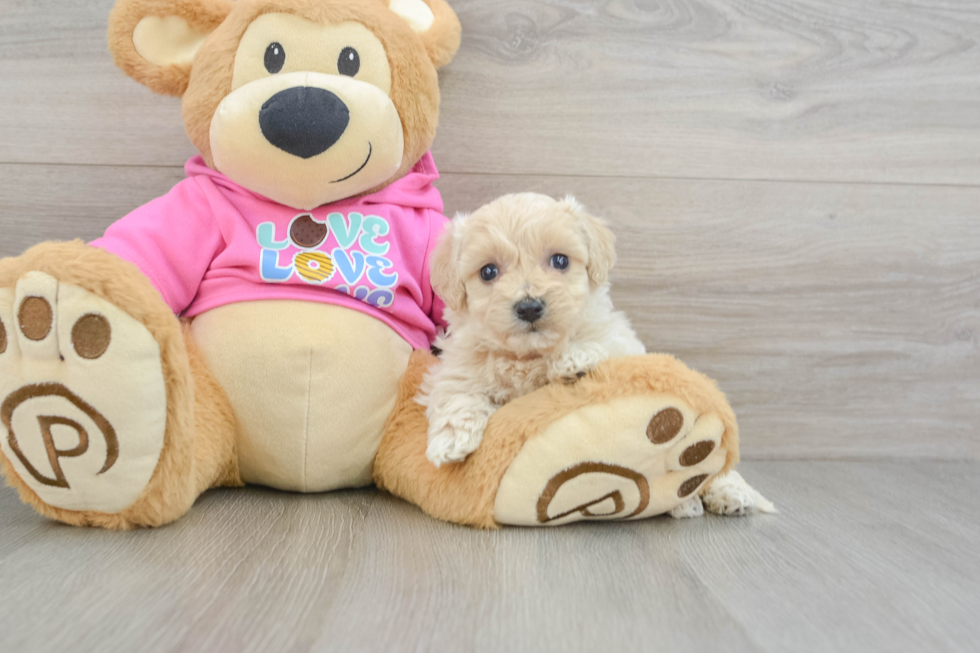 Maltipoo Pup Being Cute