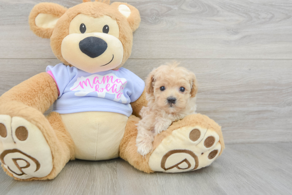 Maltipoo Pup Being Cute