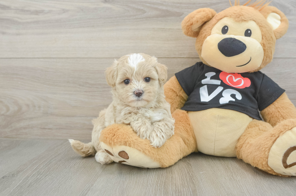 6 week old Maltipoo Puppy For Sale - Premier Pups