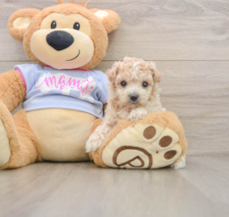 7 week old Maltipoo Puppy For Sale - Premier Pups
