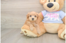 Maltipoo Pup Being Cute