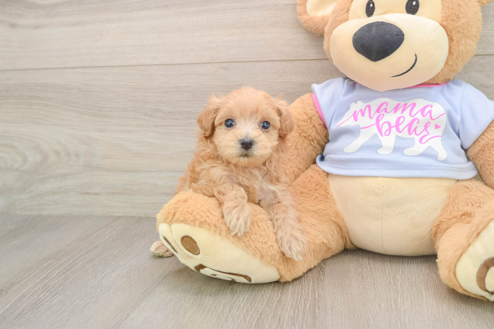 Maltipoo Pup Being Cute