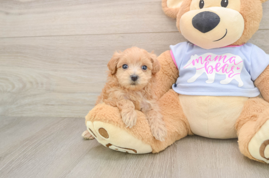 Maltipoo Pup Being Cute