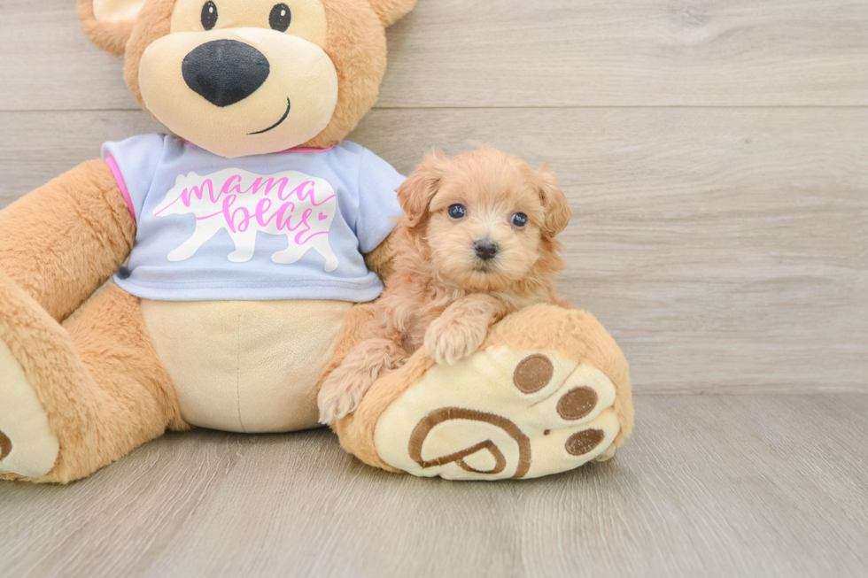 Popular Maltipoo Poodle Mix Pup