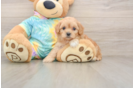Hypoallergenic Moodle Poodle Mix Puppy
