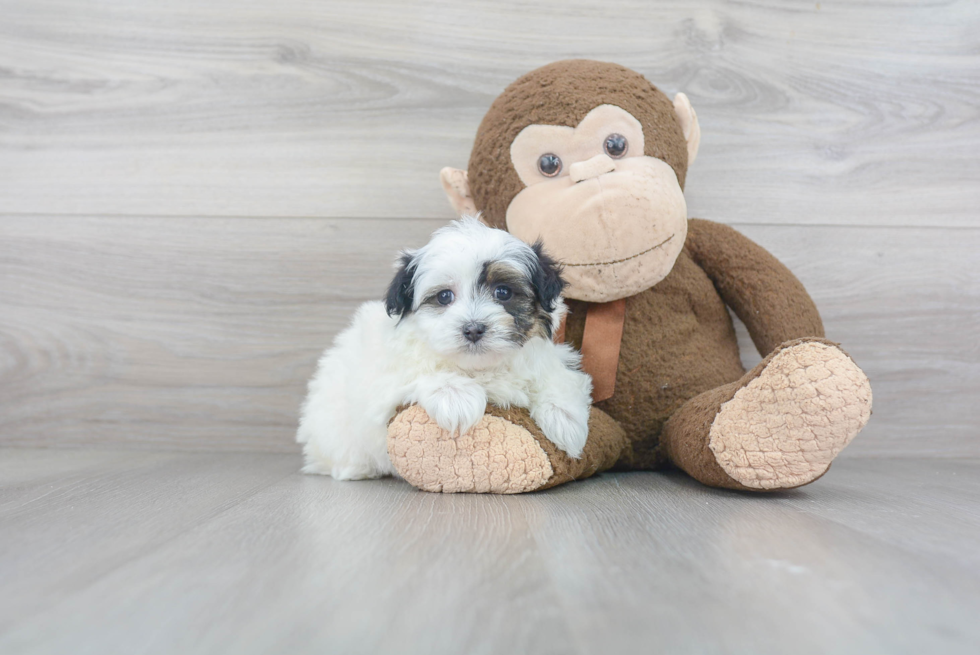 Fluffy Maltipoo Poodle Mix Pup