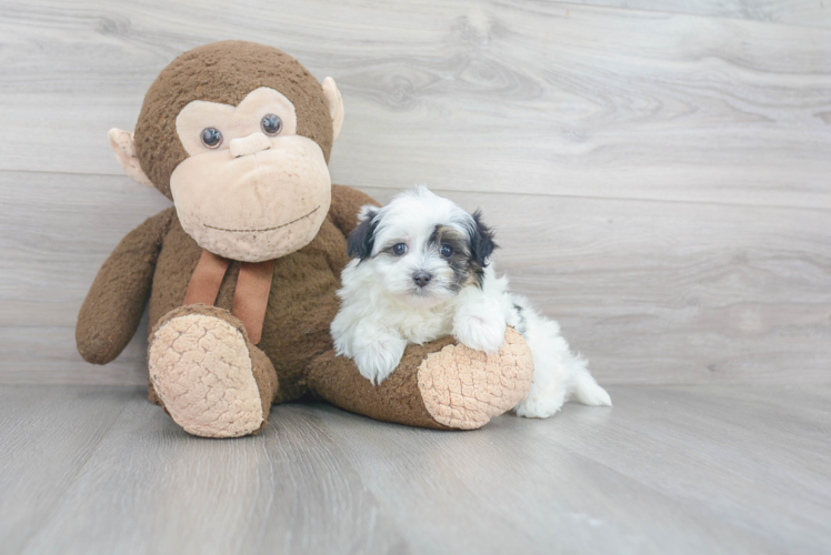 Popular Maltipoo Poodle Mix Pup