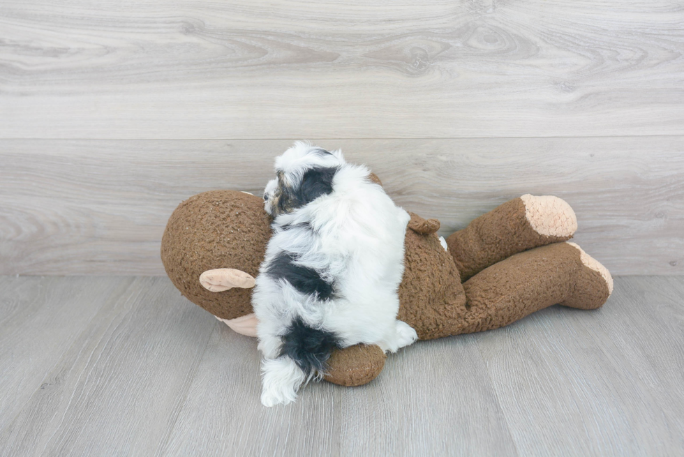 Adorable Maltepoo Poodle Mix Puppy