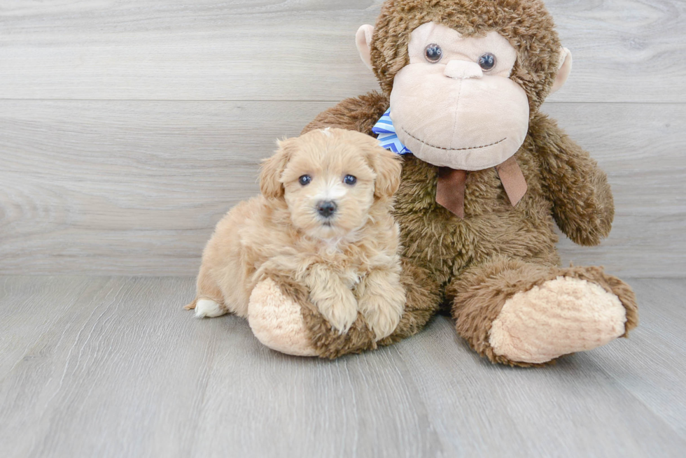 Best Maltipoo Baby