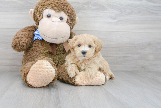 Maltipoo Pup Being Cute