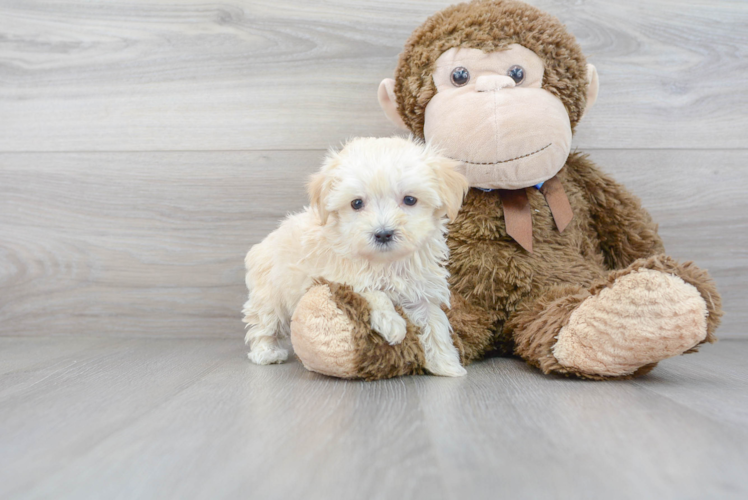 Maltipoo Puppy for Adoption