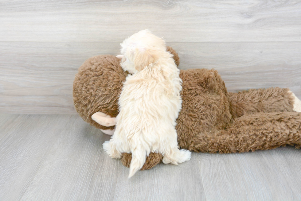 Cute Maltipoo Poodle Mix Pup