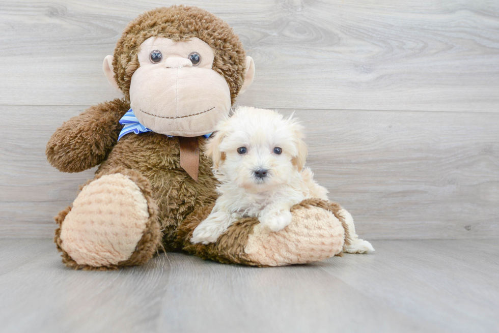 Best Maltipoo Baby