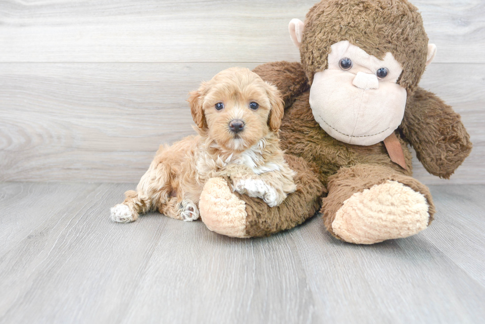 Popular Maltipoo Poodle Mix Pup