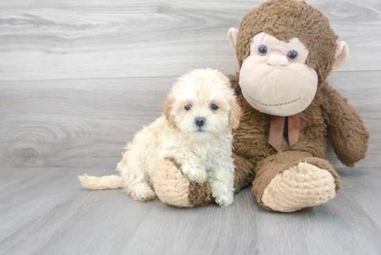 Petite Maltipoo Poodle Mix Pup