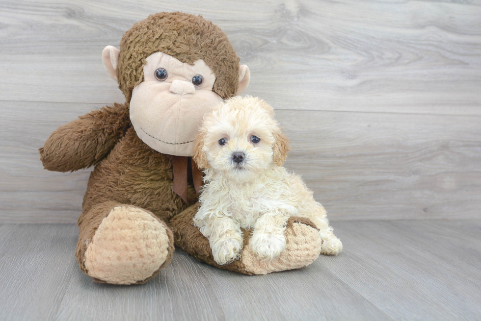 Popular Maltipoo Poodle Mix Pup