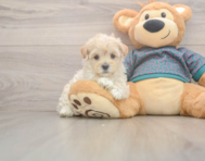 8 week old Maltipoo Puppy For Sale - Premier Pups