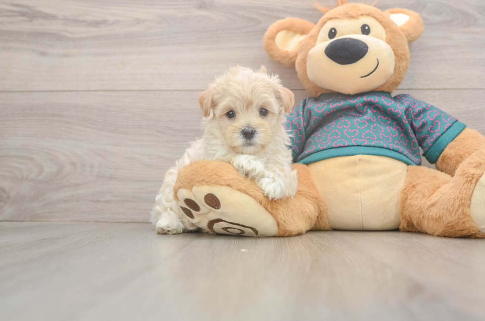 5 week old Maltipoo Puppy For Sale - Premier Pups