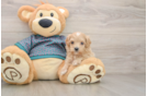 Adorable Moodle Poodle Mix Puppy