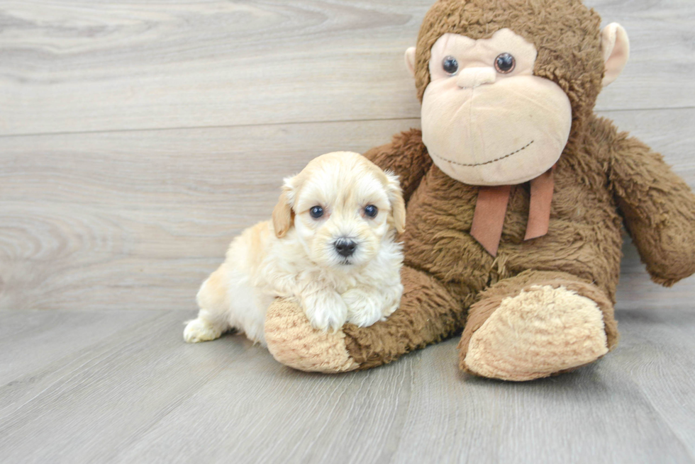 Best Maltipoo Baby