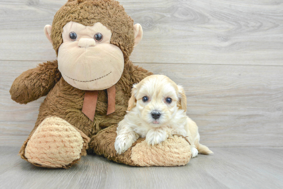 Maltipoo Pup Being Cute