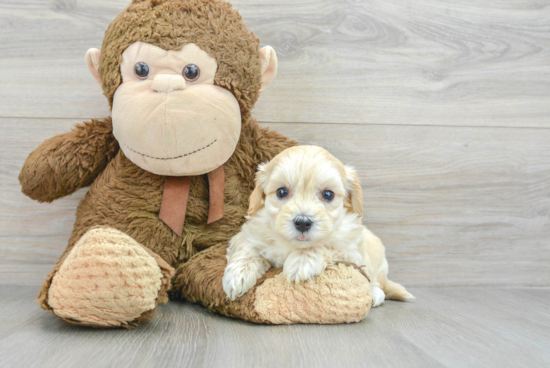 Maltipoo Pup Being Cute