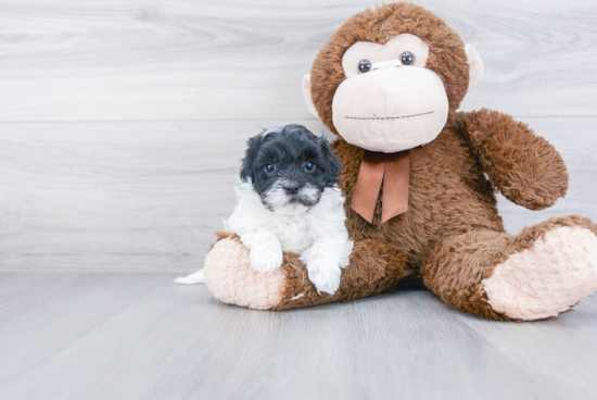 Maltipoo Pup Being Cute