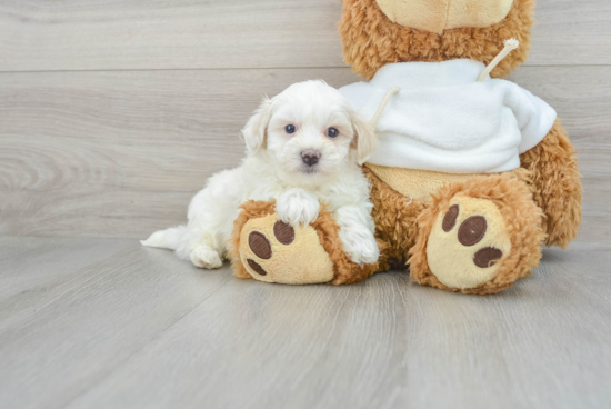 Maltipoo Pup Being Cute