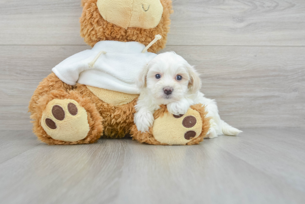 Sweet Maltipoo Baby