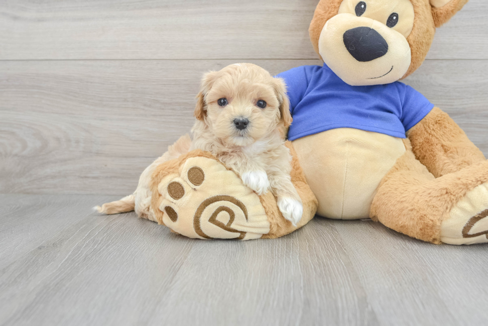 Maltipoo Pup Being Cute