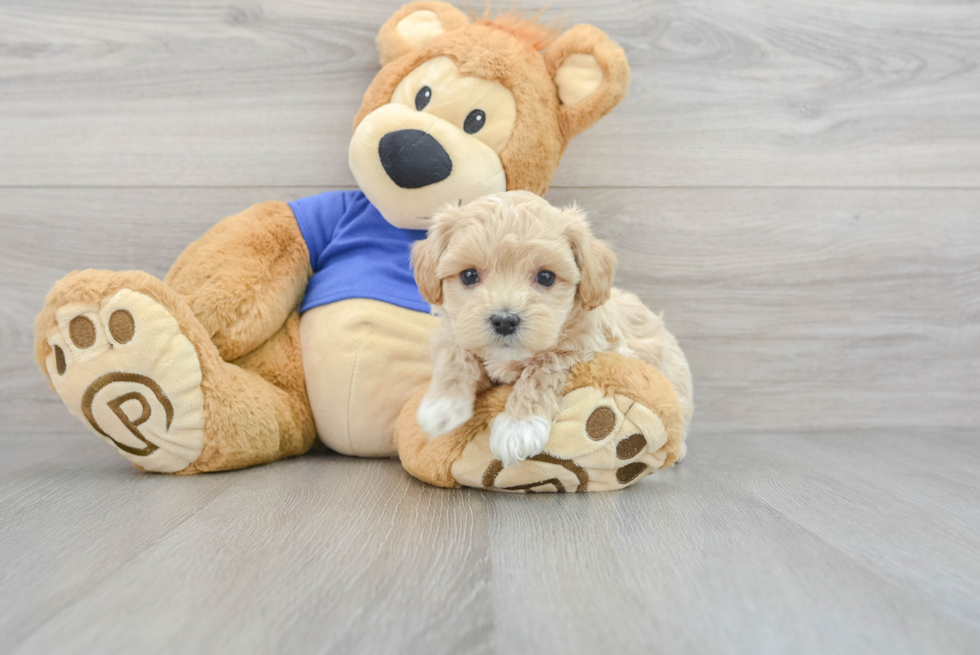 Popular Maltipoo Poodle Mix Pup