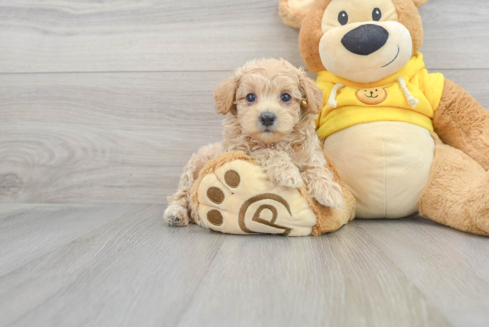 Playful Maltese Poodle Poodle Mix Puppy