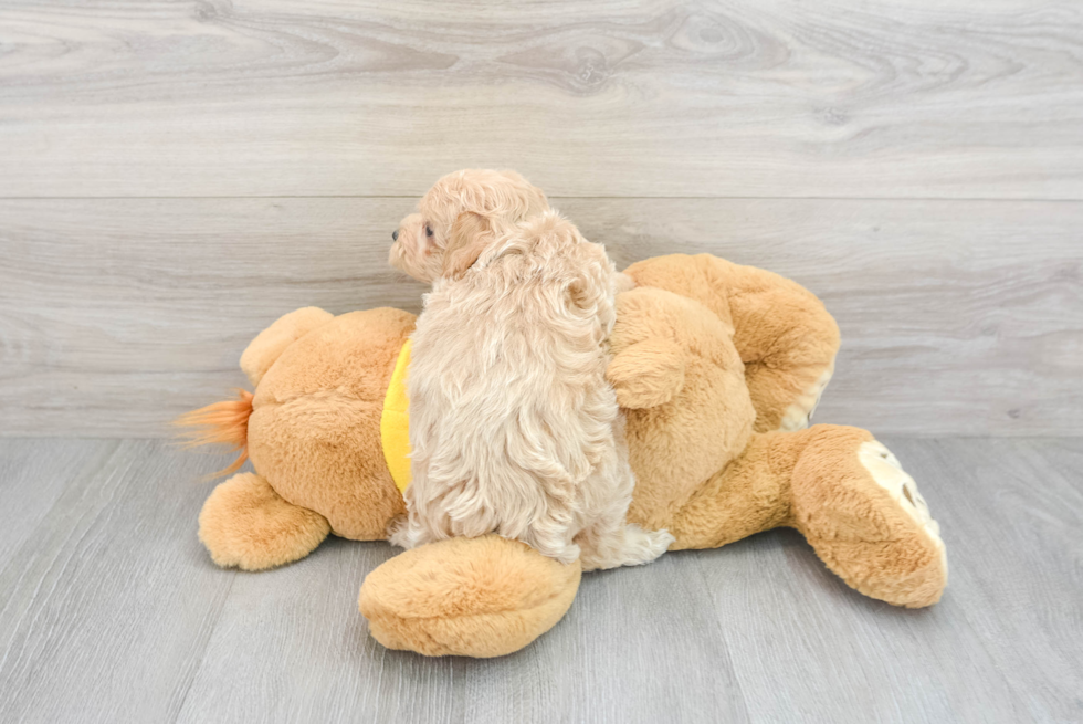 Little Maltepoo Poodle Mix Puppy