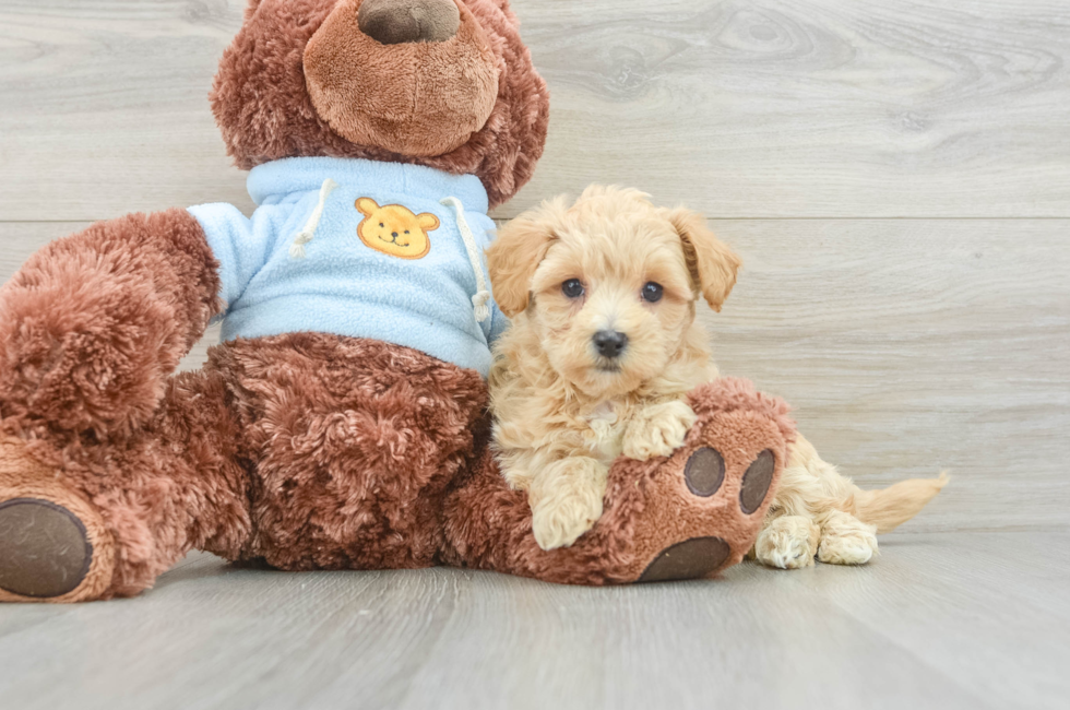 8 week old Maltipoo Puppy For Sale - Premier Pups