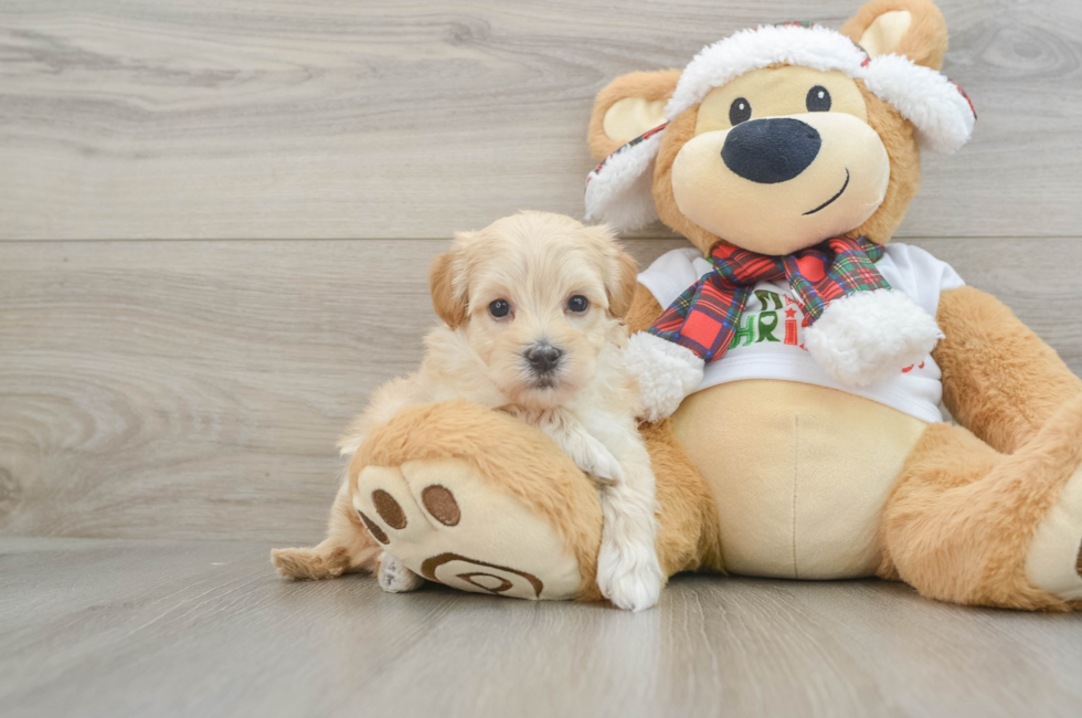 6 week old Maltipoo Puppy For Sale - Premier Pups