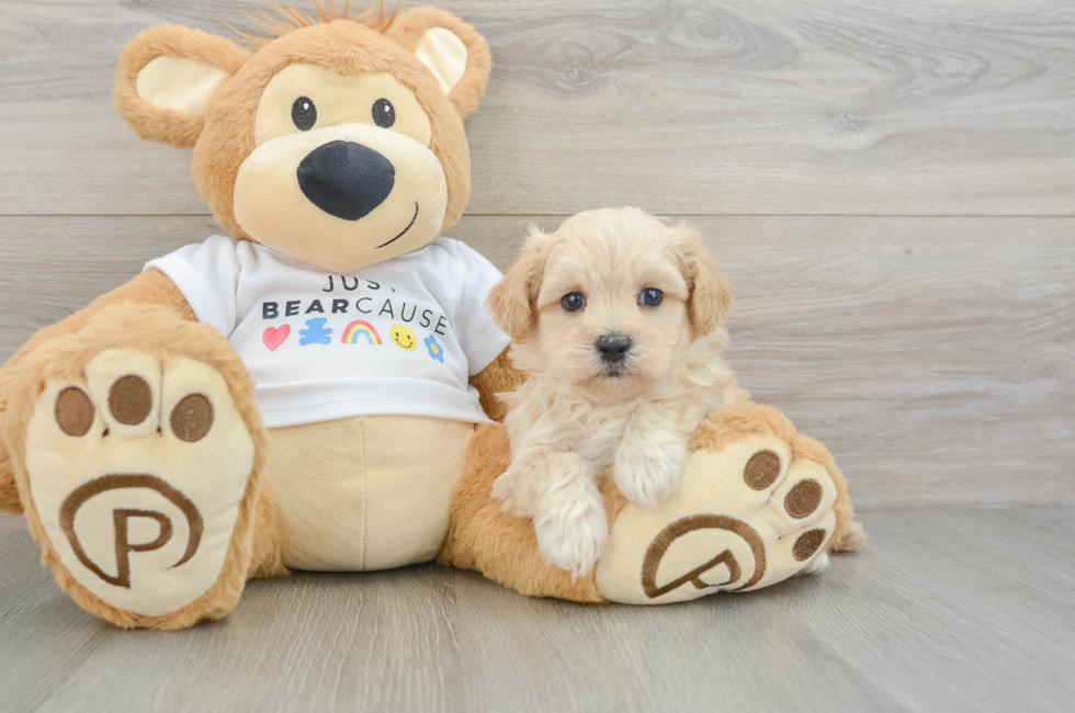 5 week old Maltipoo Puppy For Sale - Premier Pups