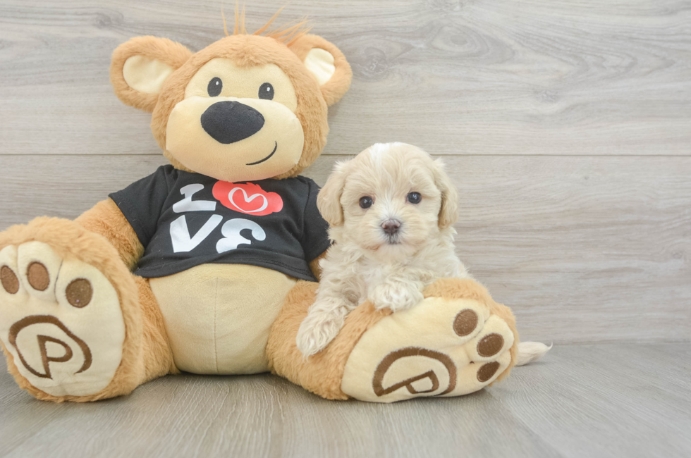 6 week old Maltipoo Puppy For Sale - Premier Pups