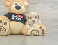 8 week old Maltipoo Puppy For Sale - Premier Pups