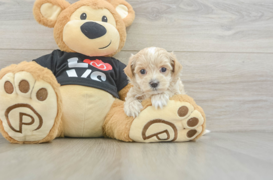 Petite Maltipoo Poodle Mix Pup